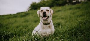 jak poradzić sobie ze stresem u psa?