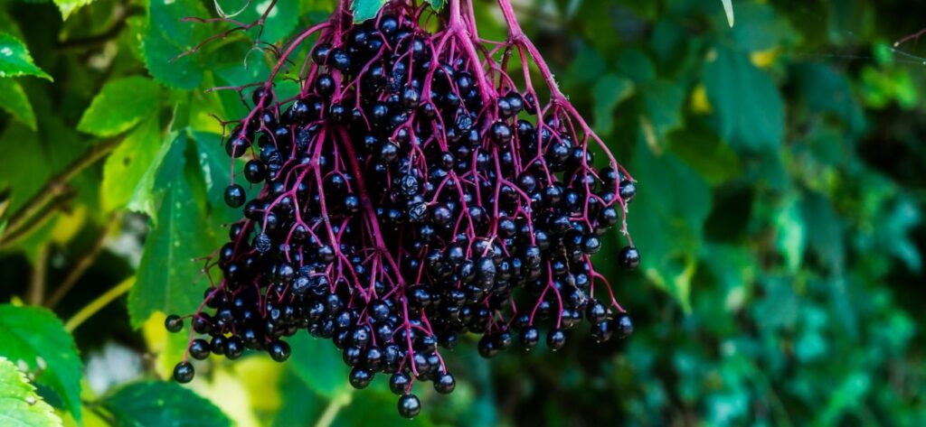 zioła na obniżenie cukru