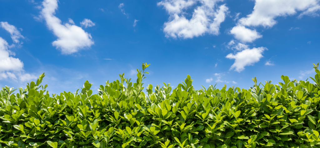 roślina, krzew, ogrodnictwo