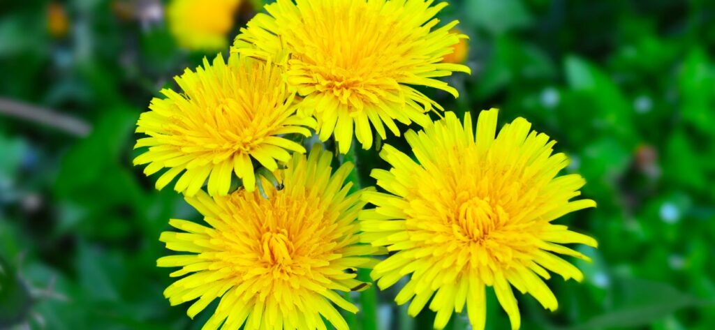 zioła na obniżenie cukru