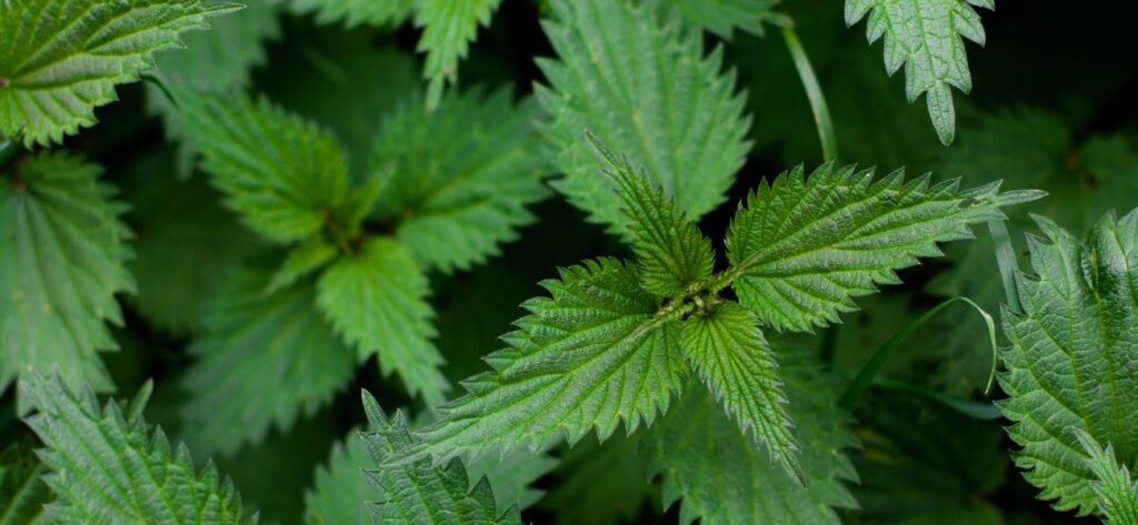 zioła na obniżenie cukru