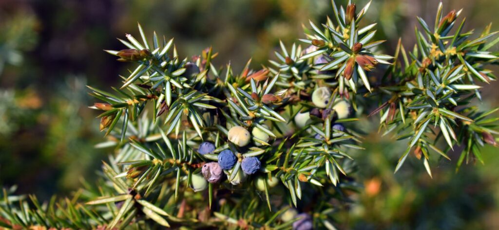 zioła na obniżenie cukru