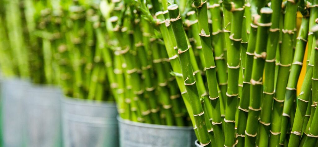 bambusowy wystrój wnętrz