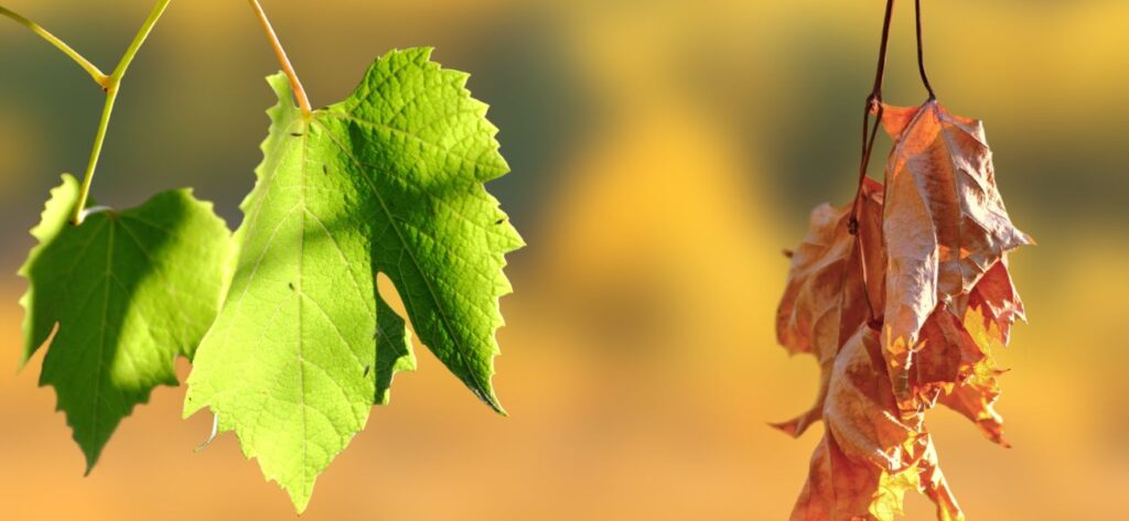 cytaty Jana Pawła II o miłości