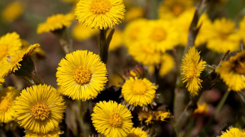 Zdrowe drogi oddechowe podbiał