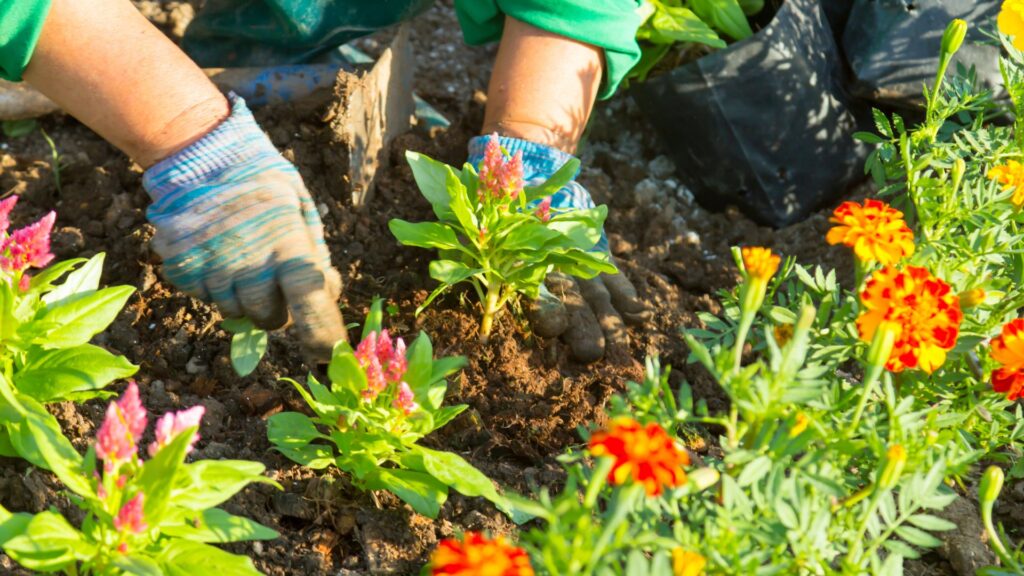 ogród 2025 co robić?