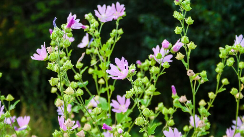 prawoslaz zdrowe drogi oddechowe