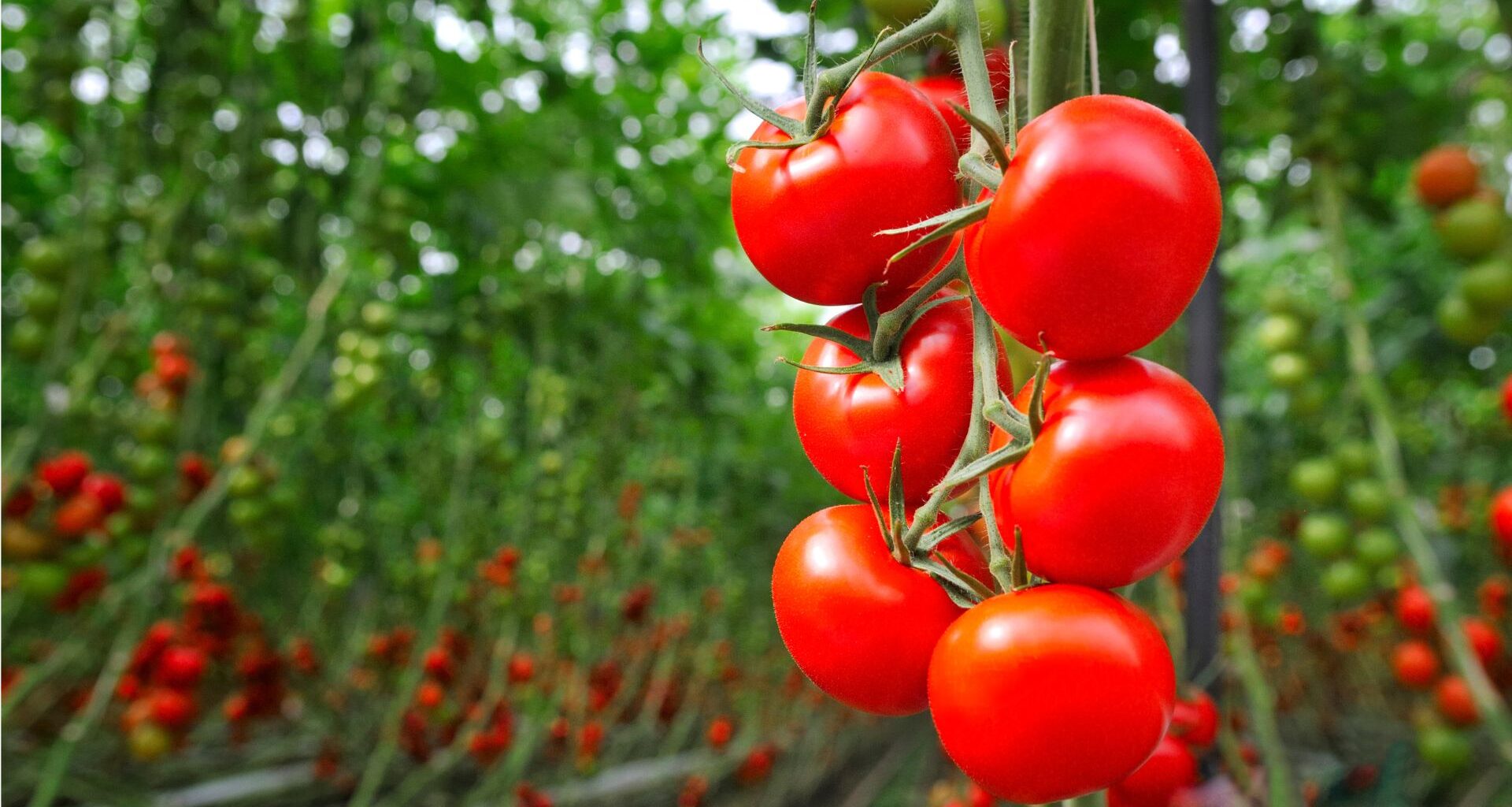 własna szklarnia - z czego zbudować?