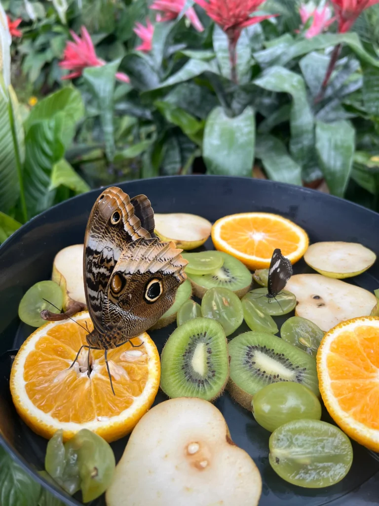Motylarnia w Łódzkim Zoo