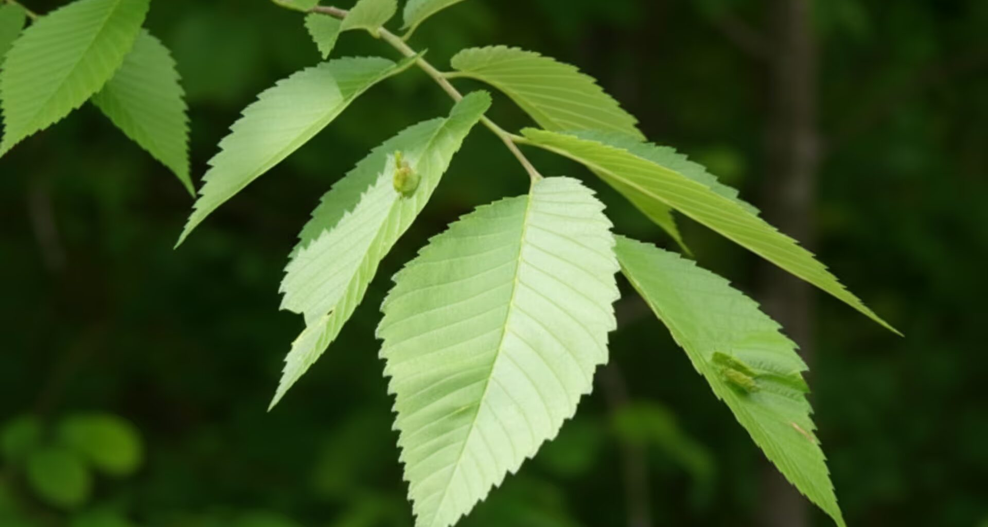Ulmus Rubra - liście - wygenerowane przez AI
